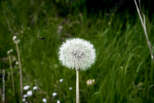 Wallpaper Mural Dandelion Löwenzahn Pusteblume Torontodigital.ca