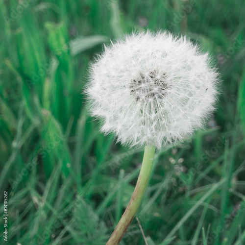Wallpaper Mural Dandelion Löwenzahn Pusteblume Torontodigital.ca