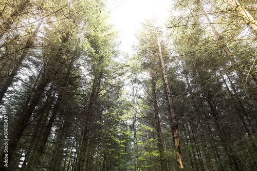 Wallpaper Mural Wald Torontodigital.ca