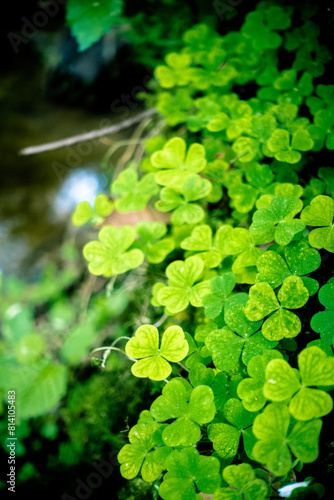 Wallpaper Mural Kleeblatt Wiese im Wald Torontodigital.ca