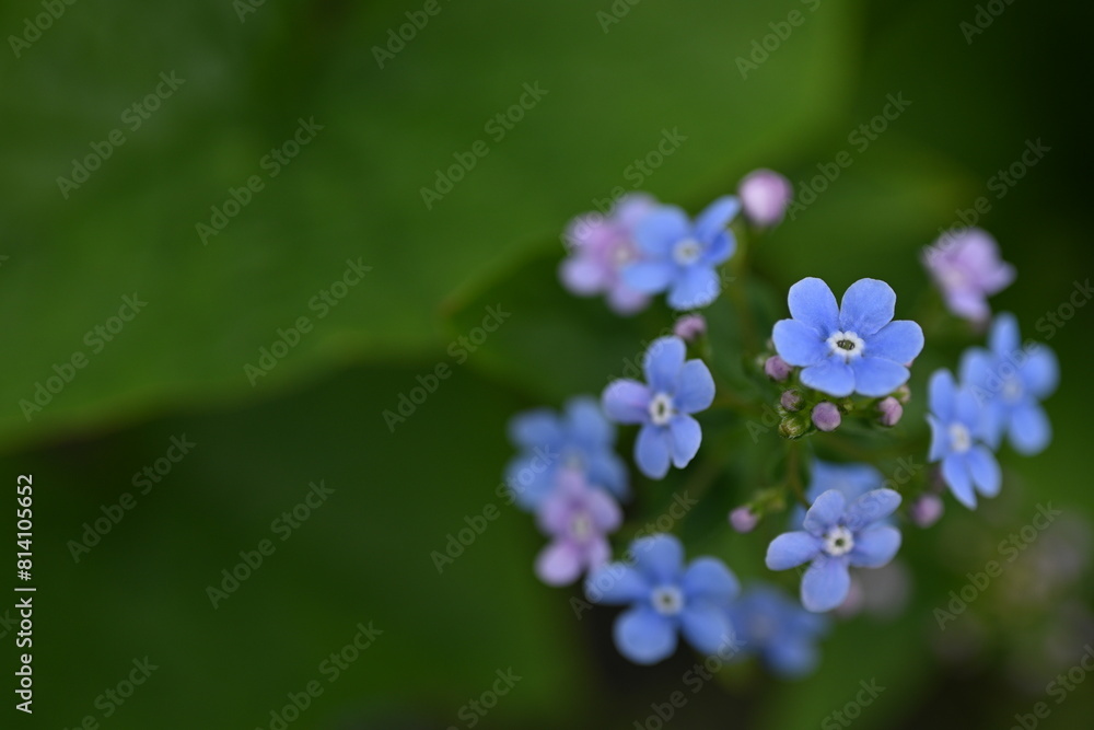 blue forget-me-not flowers as a background, sky color flowers on a green background, evening summer evening, close-up flowers on a blurred background, natural development, photo for inspiration
blue forget-me-not flowers as a background, sky color flowers on a green background, evening summer evening, close-up flowers on a blurred background, natural development, photo for inspiration