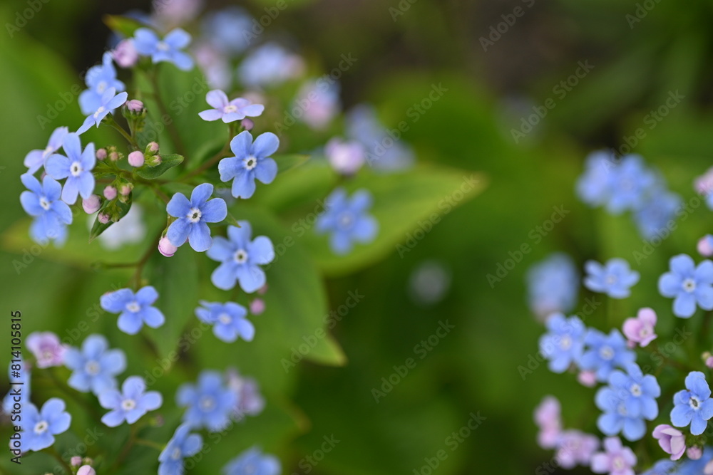 blue forget-me-not flowers as a background, sky color flowers on a green background, evening summer evening, close-up flowers on a blurred background, natural development, photo for inspiration
blue forget-me-not flowers as a background, sky color flowers on a green background, evening summer evening, close-up flowers on a blurred background, natural development, photo for inspiration