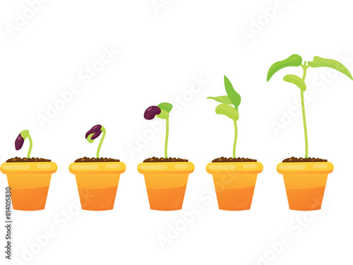 Infographic of bean seed germination in soil. Illustration with a detailed description of the plant, bean. 