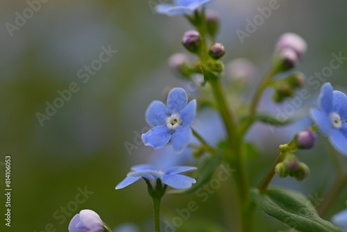 blue forget-me-not flowers as a background, sky color flowers on a green background, evening summer evening, close-up flowers on a blurred background, natural development, photo for inspiration 