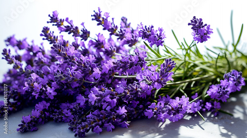 lavender flowers on the white background