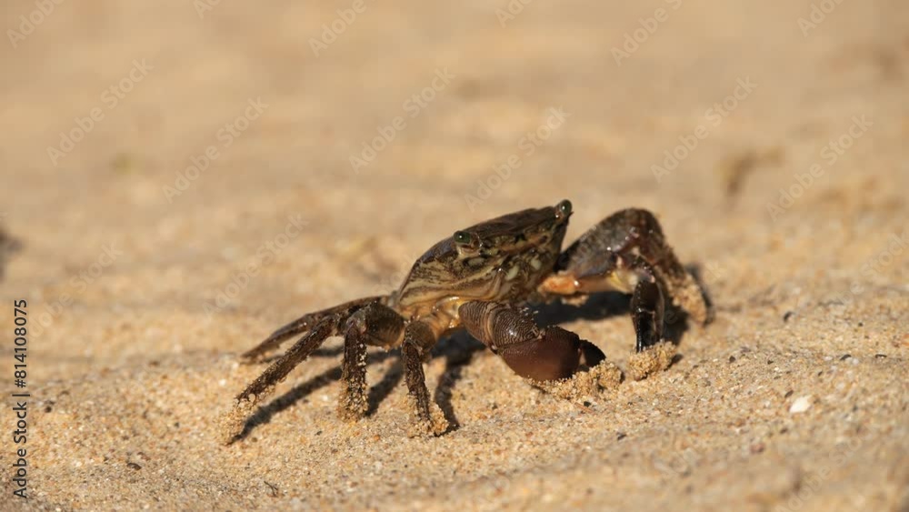 Black Sea crab. Arthropods moves across the sand, seeks shelter, hides and runs away. Traces of crab legs on the sand. Black Sea crab. Arthropods moves across the sand, seeks shelter, hides and runs away. Traces of crab legs on the sand.