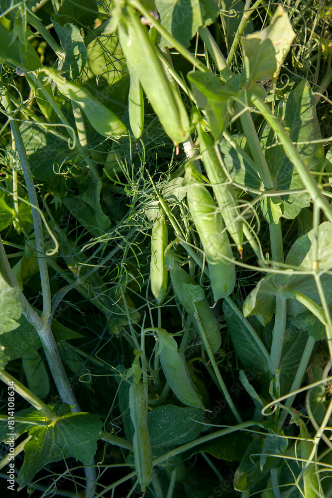 Sugar peas with flowers and pods in the vegetable garden over blurry background.. Sugar peas with flowers and pods in the vegetable garden over blurry background..