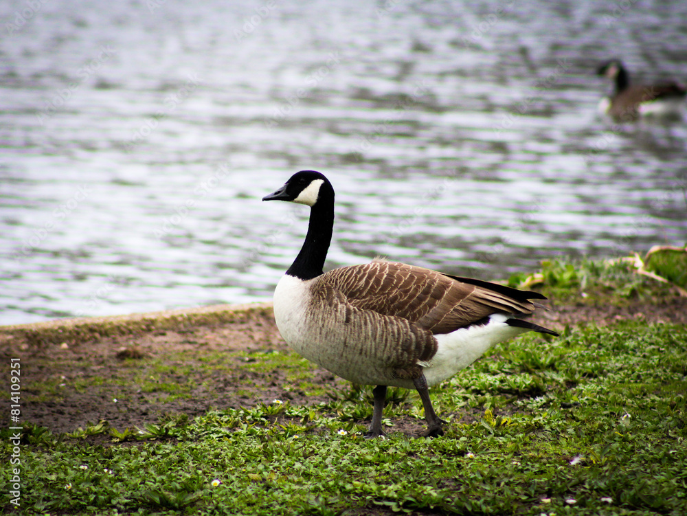 Obraz premium Goose walking by a pond