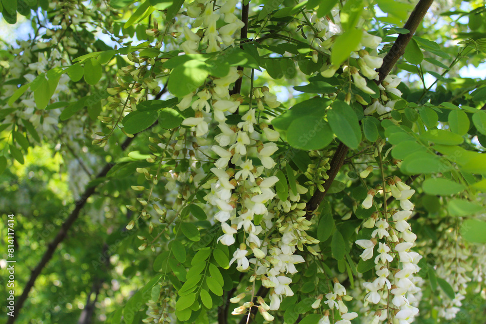 acacia, spring acacia flower close-up, white spring flowers on acacia tree acacia, spring acacia flower close-up, white spring flowers on acacia tree