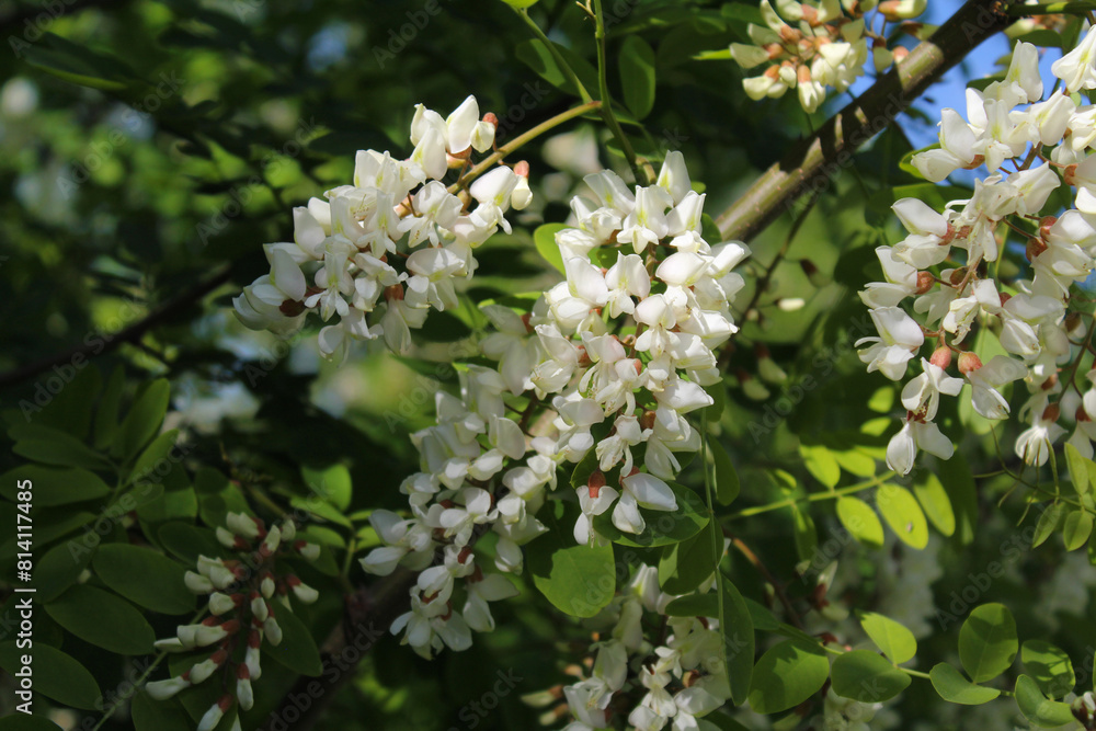 Obraz premium acacia, spring acacia flower close-up, white spring flowers on acacia tree