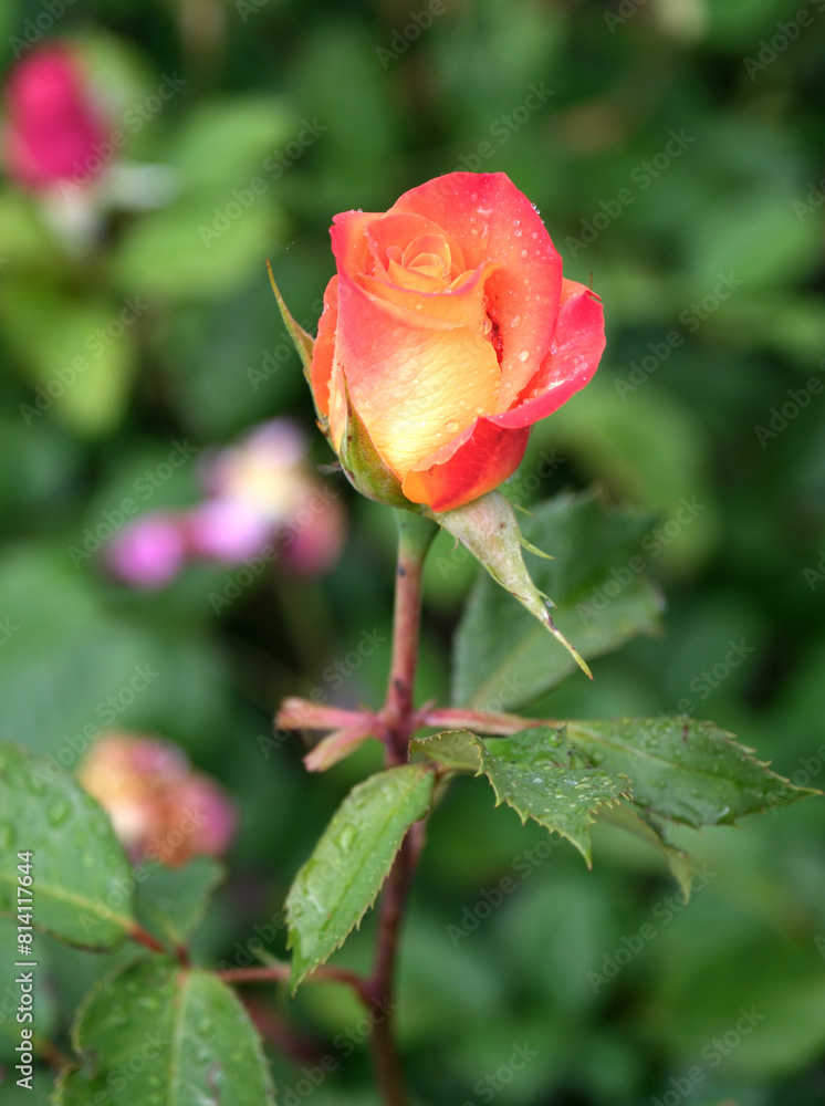Single rose that has wivid flowers of brilliant orange with a bright yellow revers. Single rose that has wivid flowers of brilliant orange with a bright yellow revers.
