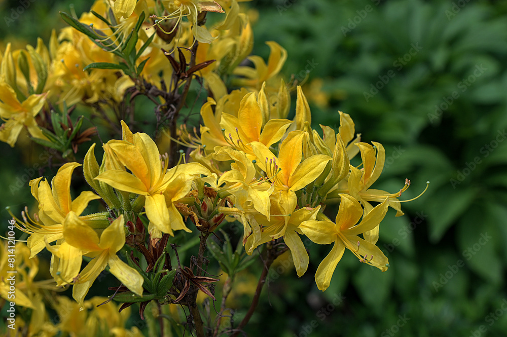 Fototapeta premium Azalea beautiful blooming flower - Rhododendron