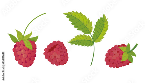 Set of fresh raspberries with green leaves. Whole raspberries with green tail. Summer fruits