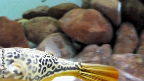 fahaka pufferfish, also known as Nile puffer photo