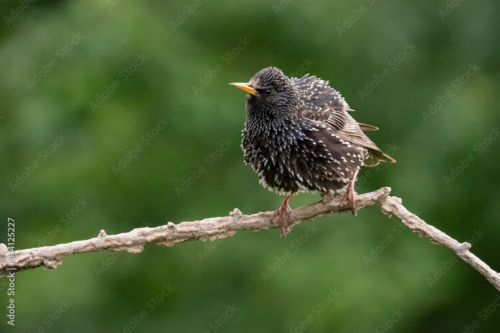 Common starling on branch, songbird Common starling on branch, songbird