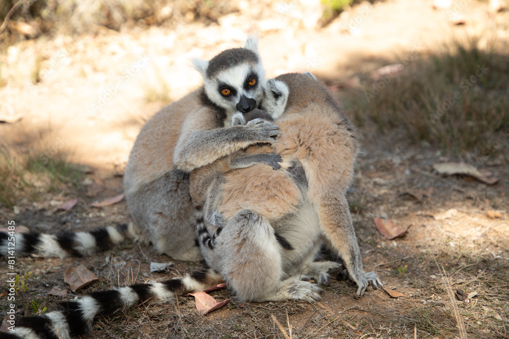 Fototapeta premium ring-tailed gray lemur in natural environment Madagascar