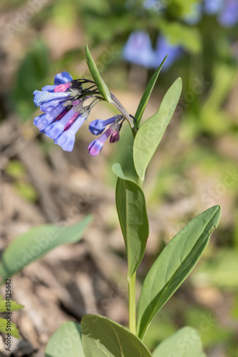Virginia bluebell flowers blooming in an Iowa woodland on a spring day, focus on foreground. 