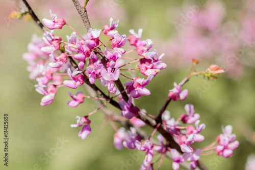 Beautiful pink flowers of a blooming redbud tree on a spring day in Iowa, close up photo