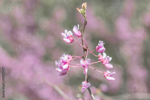 Pink flowers of a redbud tree blooming in the spring isolated on a cool-toned bokeh background. 