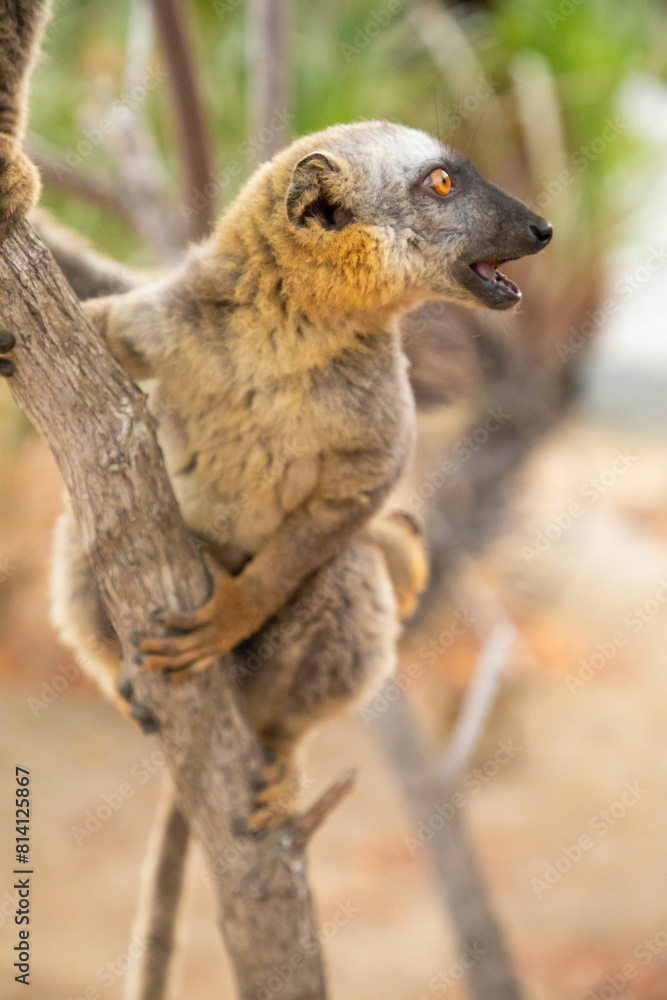 Common brown lemur (Eulemur fulvus) with orange eyes. Common brown lemur (Eulemur fulvus) with orange eyes.