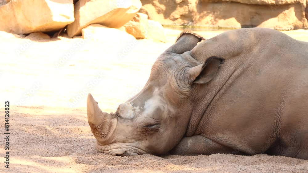 white rhinoceros (Ceratotherium simum) white rhinoceros (Ceratotherium simum)
