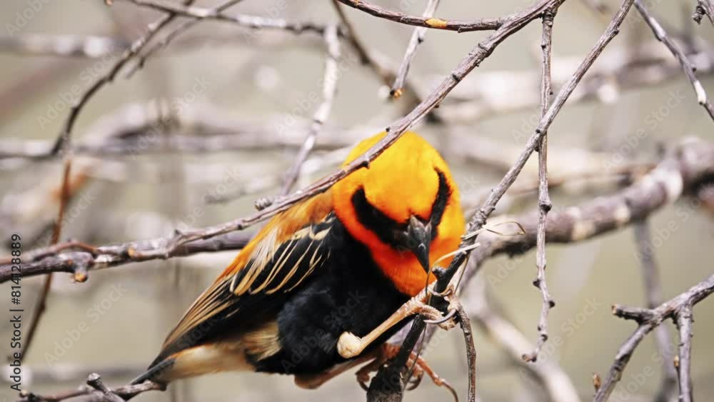 yellow-headed blackbird (Xanthocephalus xanthocephalus) is a medium-sized blackbird, and the only member of the genus Xanthocephalus. yellow-headed blackbird (Xanthocephalus xanthocephalus) is a medium-sized blackbird, and the only member of the genus Xanthocephalus.