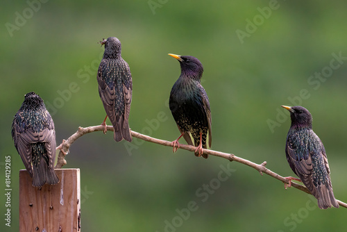 Common starling on branch, songbird