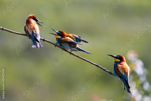 European Bee-eater, Merops apiaster, Merops