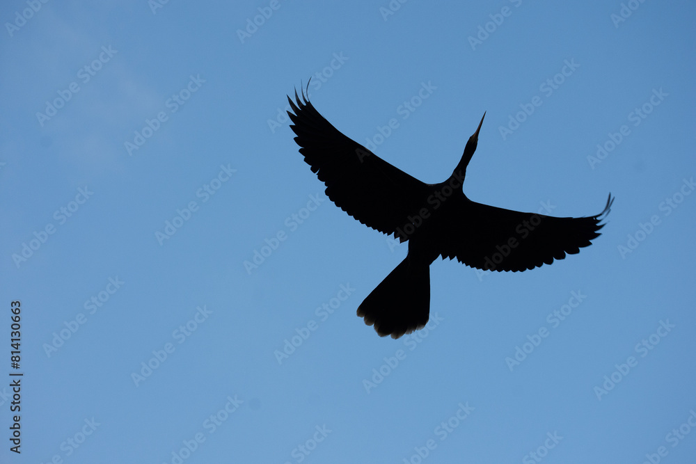 Obraz premium Flying bird