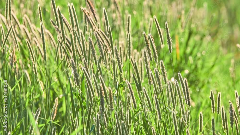 Alopecurus geniculatus is grass known by common name water foxtail or marsh foxtail. It is native to much of Eurasia and introduced into North America, South America, and Australia. Alopecurus geniculatus is grass known by common name water foxtail or marsh foxtail. It is native to much of Eurasia and introduced into North America, South America, and Australia.