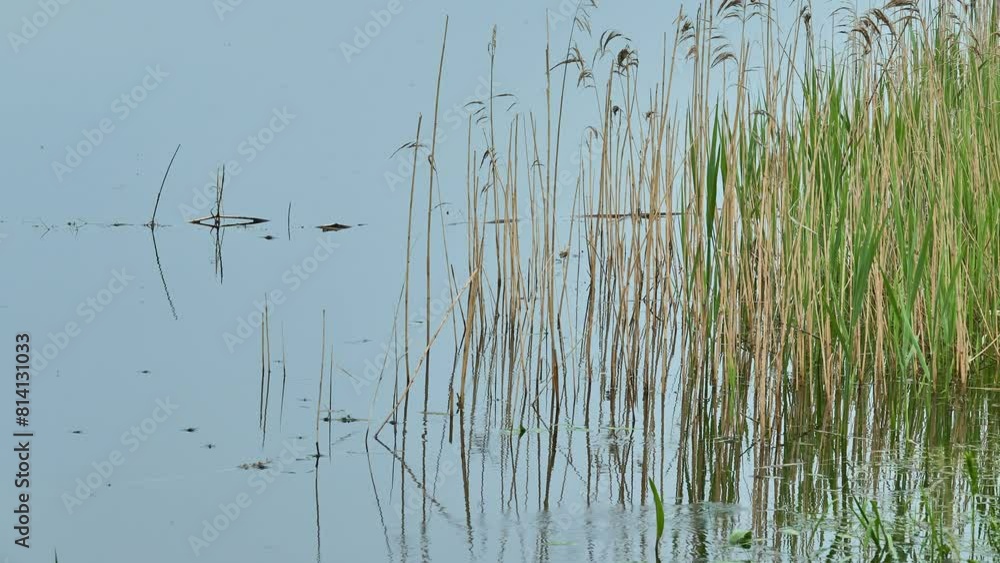 Phragmites australis, known as common reed, is broadly distributed wetland grass.