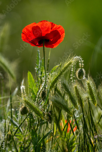 Wild red poppy on green background