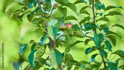 Pyrus communis, known as common pear, is pear native to West Asia, central and eastern Europe. photo