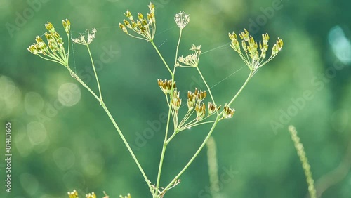 Caraway, also known as meridian fenneland Persian cumin (Carum carvi), is biennial plant in family Apiaceae,native to western Asia, Europe, and North Africa. photo