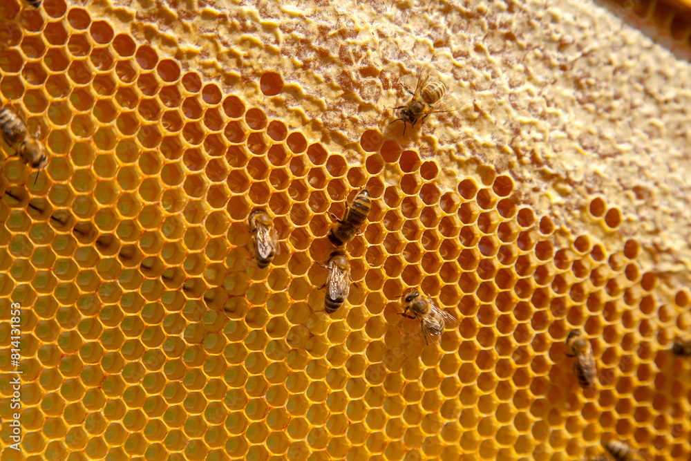 Working bees on the yellow honeycomb with sweet honey.. Working bees on the yellow honeycomb with sweet honey..