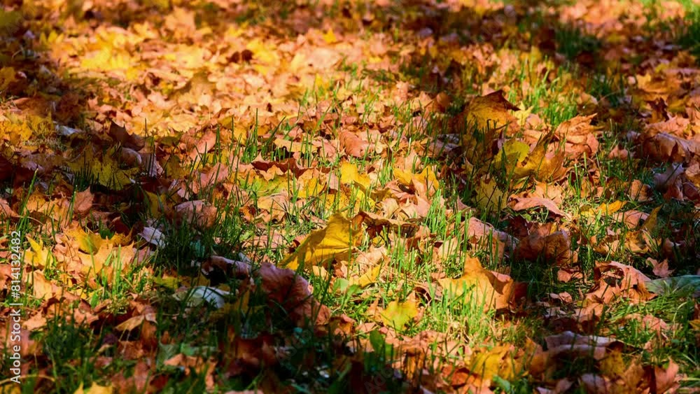 Fallen yellow maple leaves on the ground in an autumn city sun park. Fallen yellow maple leaves on the ground in an autumn city sun park.