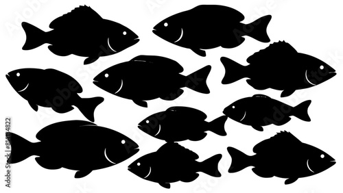 a variety of tilapia fish types from around the world, with each silhouette (2)