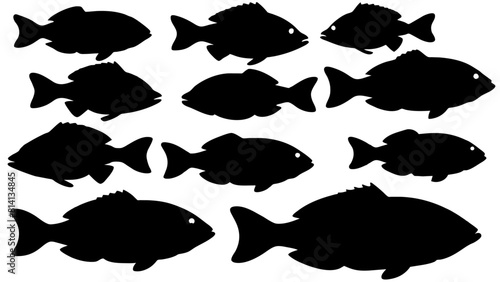 a variety of tilapia fish types from around the world, with each silhouette
