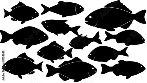 a variety of tilapia fish types from around the world, with each silhouette