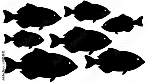 a variety of tilapia fish types from around the world, with each silhouette
