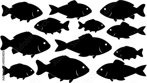 a variety of tilapia fish types from around the world, with each silhouette