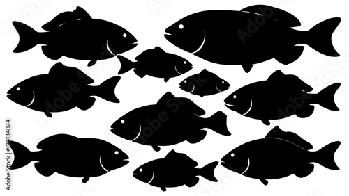 a variety of tilapia fish types from around the world, with each silhouette