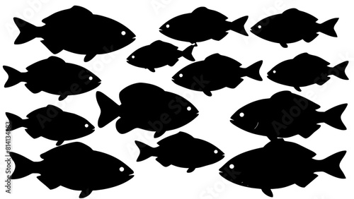 a variety of tilapia fish types from around the world, with each silhouette