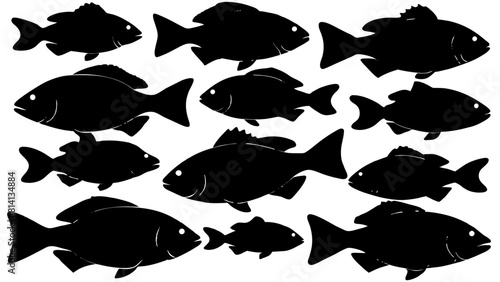 a variety of tilapia fish types from around the world, with each silhouette