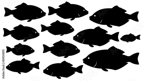 a variety of tilapia fish types from around the world, with each silhouette