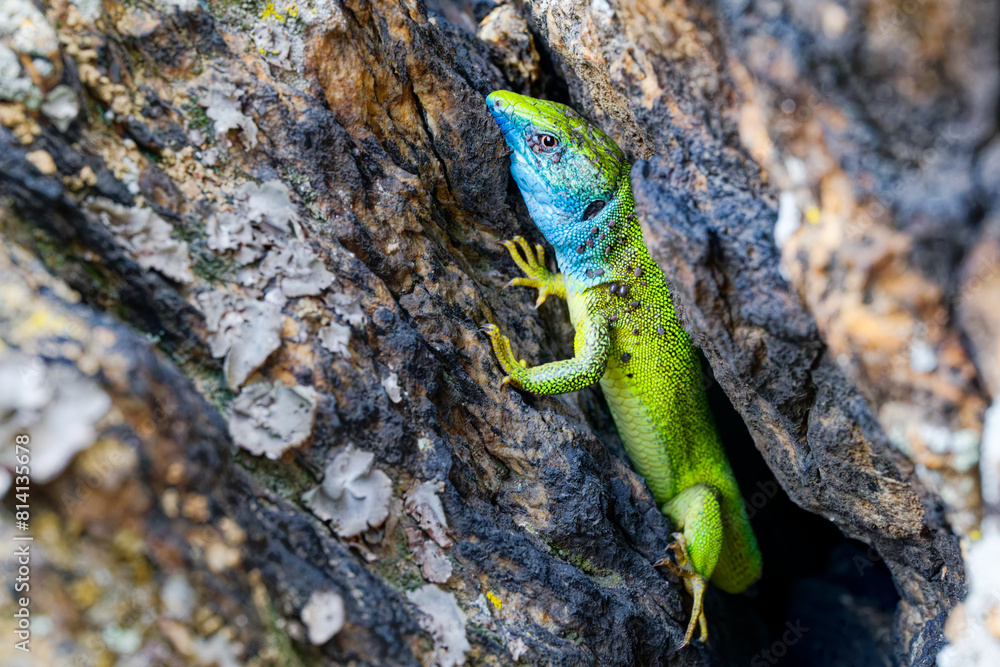 The Tailless Survivor: A Lizard's Tale. A lizard that has lost its tail, likely due to a predator's attack or a defensive mechanism. Despite this loss, the lizard appears healthy and alert. The Tailless Survivor: A Lizard's Tale. A lizard that has lost its tail, likely due to a predator's attack or a defensive mechanism. Despite this loss, the lizard appears healthy and alert.
