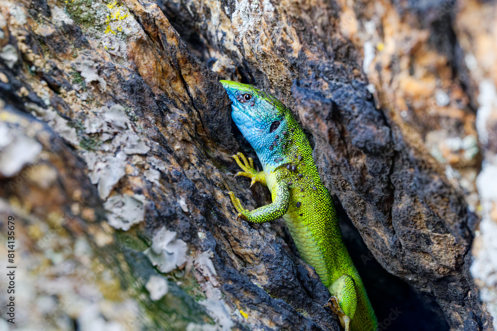 The Tailless Survivor: A Lizard's Tale. A lizard that has lost its tail, likely due to a predator's attack or a defensive mechanism. Despite this loss, the lizard appears healthy and alert. The Tailless Survivor: A Lizard's Tale. A lizard that has lost its tail, likely due to a predator's attack or a defensive mechanism. Despite this loss, the lizard appears healthy and alert.