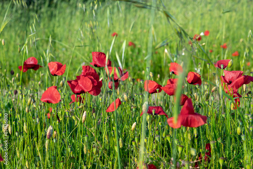 red poppies in the field