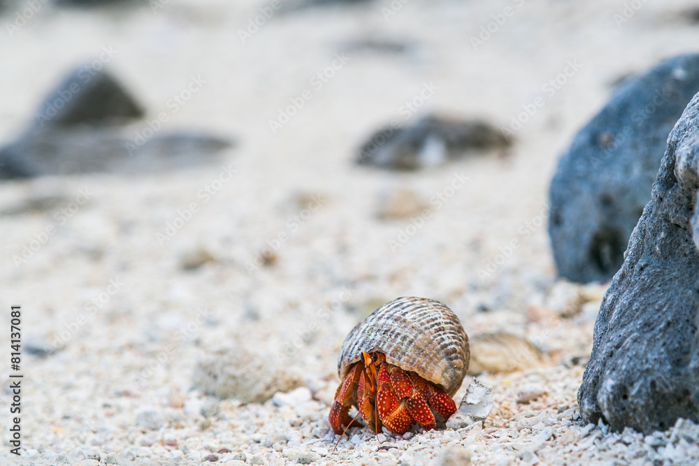 Strawberry red hermit crab walks on rocky beach. Scavenger Coenobita perlatus crawl on the sunny beach. Paradise destination, tropical bay on Cook Islands, Rarotonga. Strawberry red hermit crab walks on rocky beach. Scavenger Coenobita perlatus crawl on the sunny beach. Paradise destination, tropical bay on Cook Islands, Rarotonga.