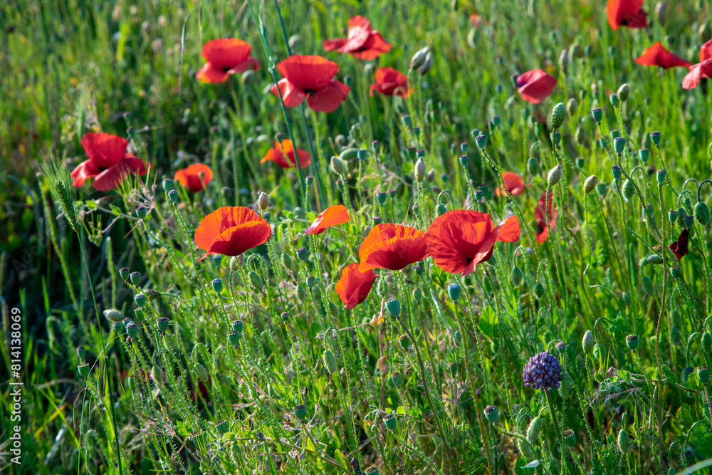 Naklejka premium red poppies in the field